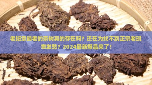 老班章最老的茶树