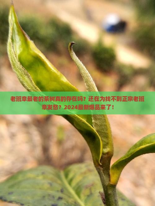 老班章最老的茶树
