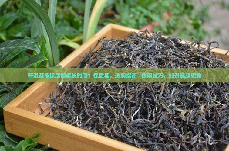 普洱茶能保质期是多长时间