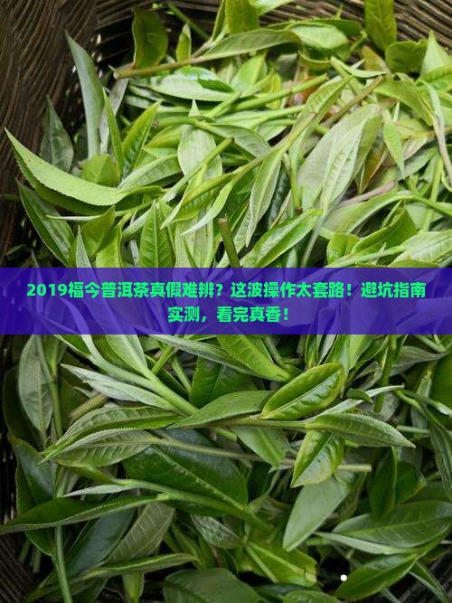 2019福今普洱茶假货