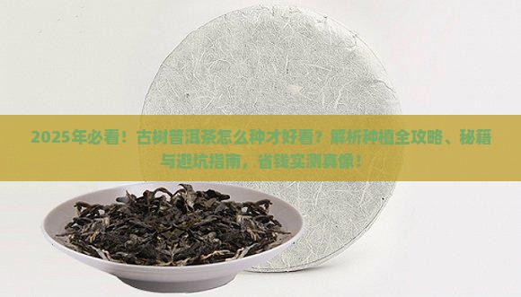 古树普洱茶怎么种的好看