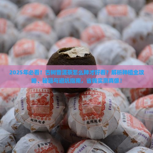 古树普洱茶怎么种的好看