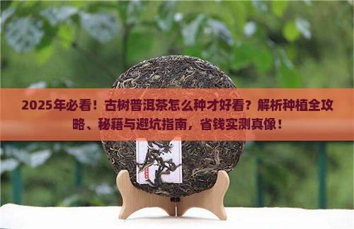 古树普洱茶怎么种的好看