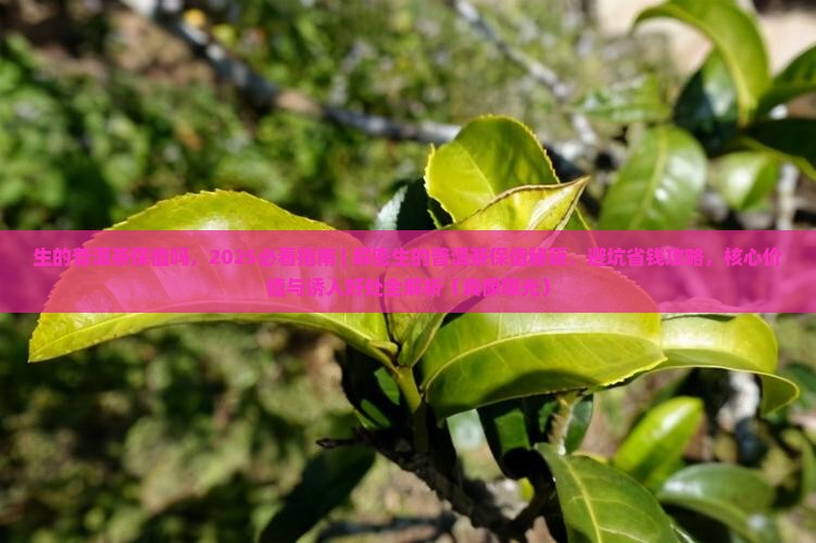 生的普洱茶保值吗