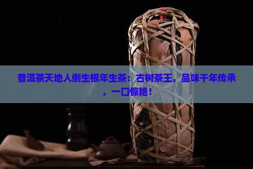 普洱茶天地人倒生根年生茶