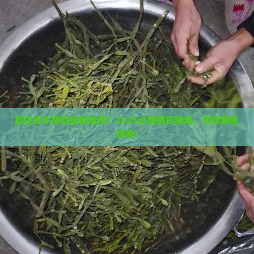 野生乔木茶属于什么茶