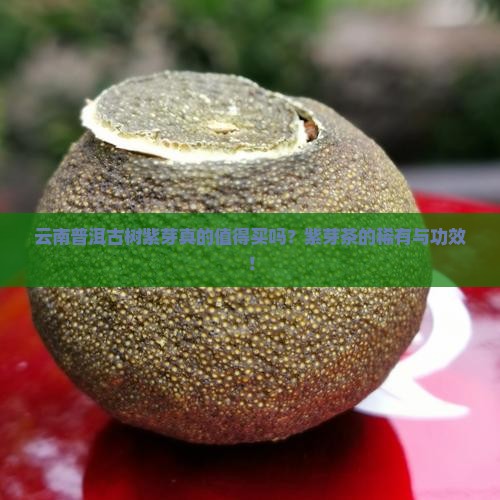 云南普洱古树紫芽