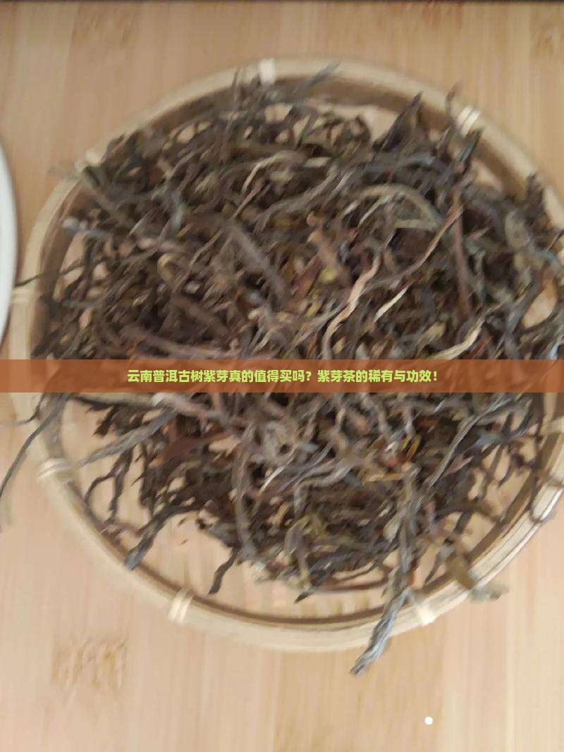 云南普洱古树紫芽