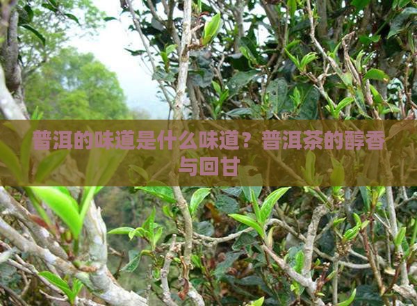 普洱的味道是什么味道