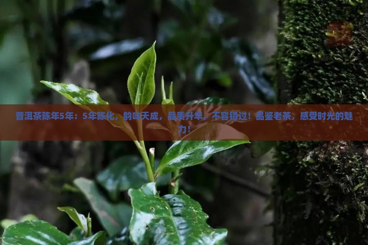 普洱茶陈年5年