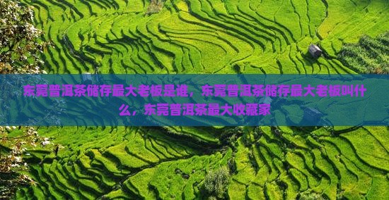 东莞普洱茶储存最大老板