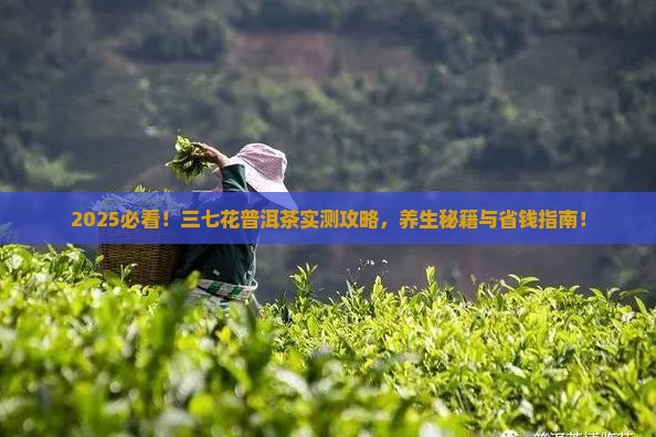 三七花普洱茶的功效和作用