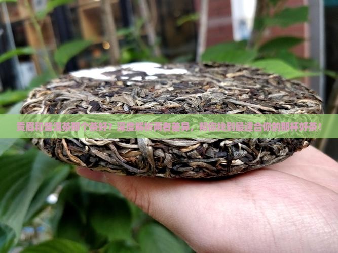 贡眉和普洱茶那个茶好