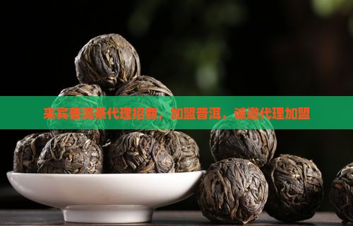 来宾熟普洱茶代理招商