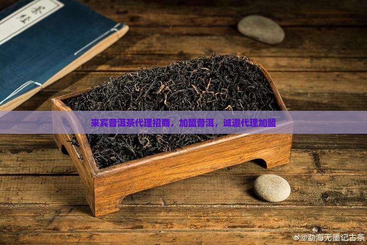 来宾熟普洱茶代理招商