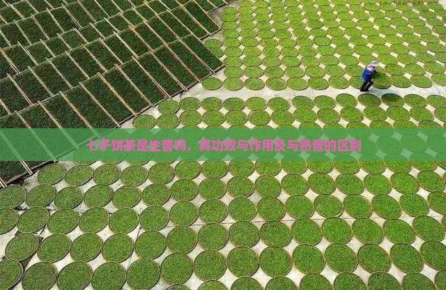 七子饼茶是生普吗，其功效与作用及与熟普的区别