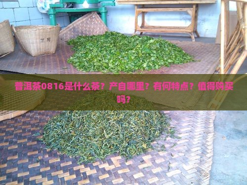 普洱茶0816是什么茶？产自哪里？有何特点？值得购买吗？