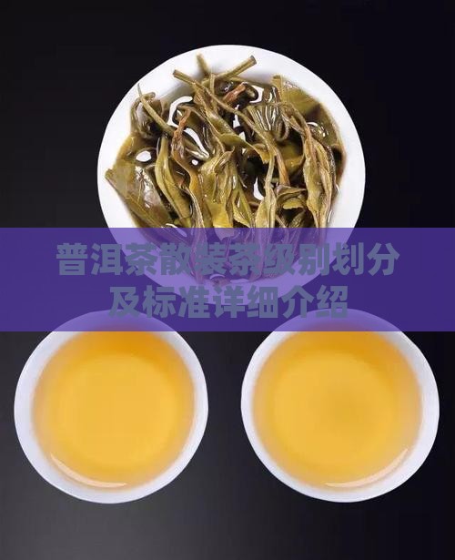 普洱茶散装茶级别划分及标准详细介绍