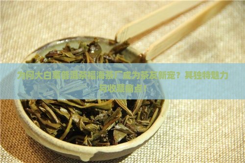 为何大白菜普洱茶福海茶厂成为茶友新宠？其独特魅力与收藏痛点！