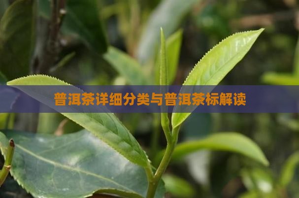 普洱茶详细分类与普洱茶标解读