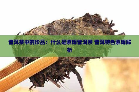 普洱茶中的珍品：什么是紫娟普洱茶 普洱特色紫娟解析