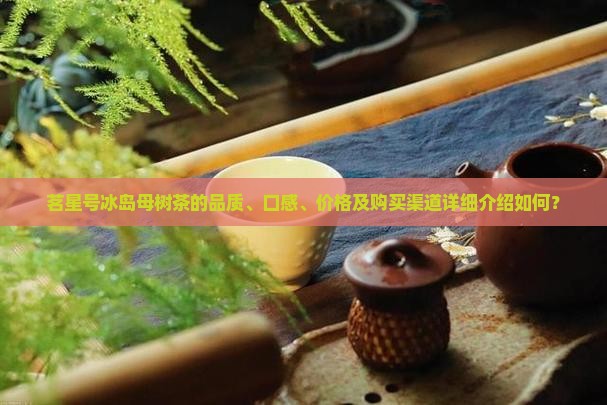 茗星号冰岛母树茶的品质、口感、价格及购买渠道详细介绍如何？