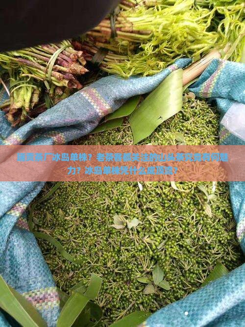 瑞贡茶厂冰岛单株？老茶客都关注的山头茶究竟有何魅力？冰岛单株凭什么成顶流？