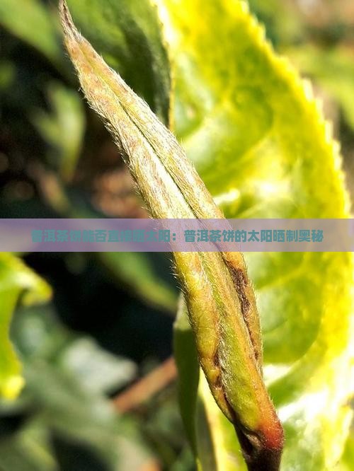 普洱茶饼能否直接晒太阳：普洱茶饼的太阳晒制奥秘