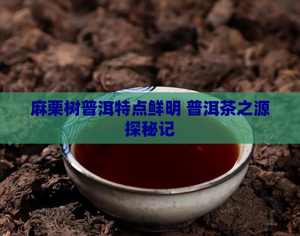 麻栗树普洱特点鲜明 普洱茶之源探秘记