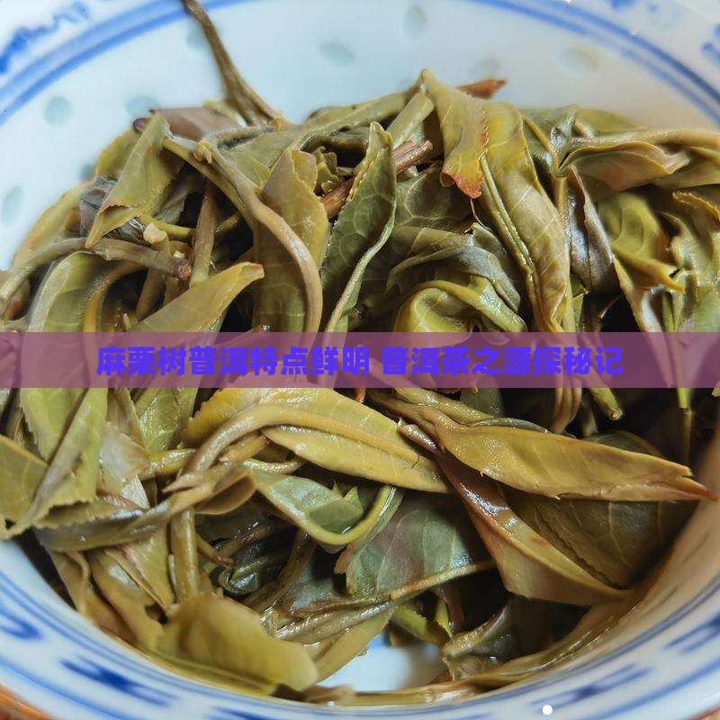 麻栗树普洱特点鲜明 普洱茶之源探秘记