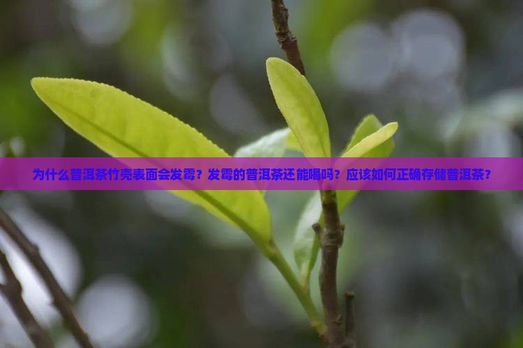 为什么普洱茶竹壳表面会发霉？发霉的普洱茶还能喝吗？应该如何正确存储普洱茶？