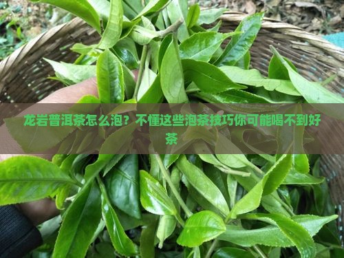 龙岩普洱茶怎么泡？不懂这些泡茶技巧你可能喝不到好茶