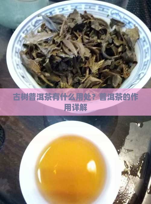 古树普洱茶有什么用处？普洱茶的作用详解
