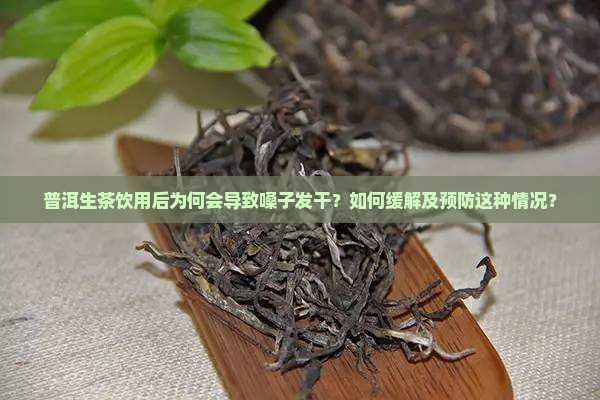 普洱生茶饮用后为何会导致嗓子发干？如何缓解及预防这种情况？