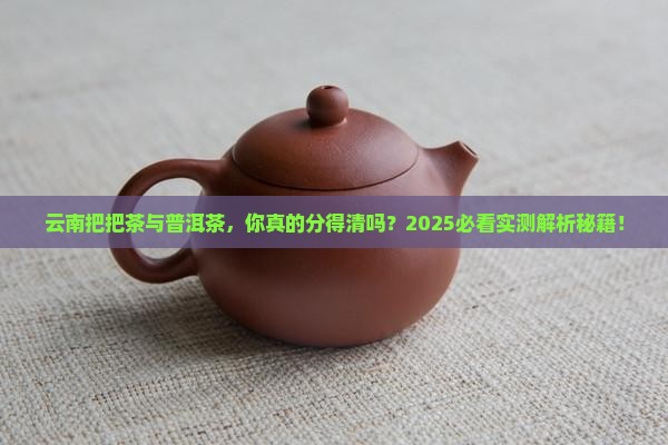 云南把把茶和云南普洱茶的区别