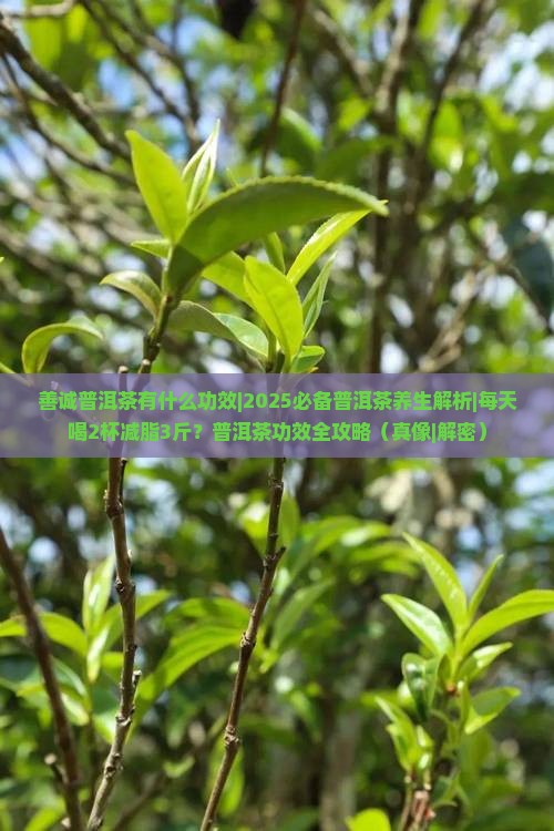 善诚普洱茶有什么功效 善诚普洱茶有什么功效