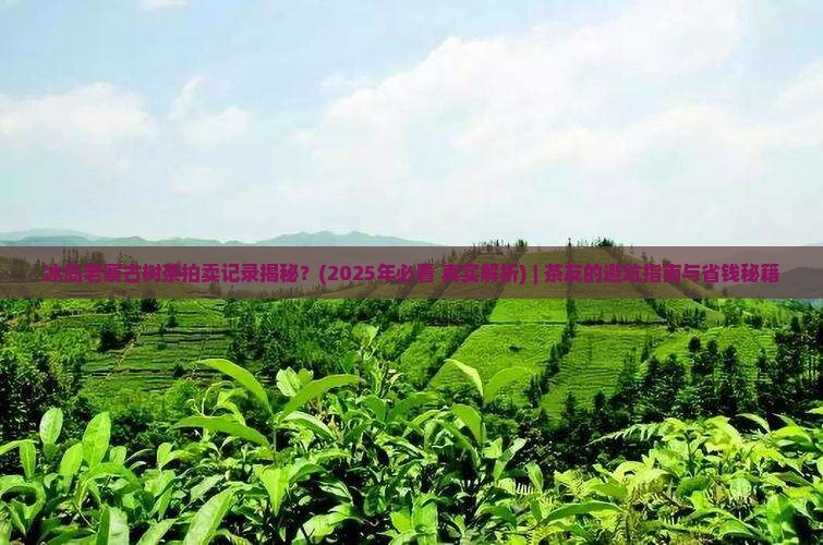 冰岛老寨古树茶拍卖记录