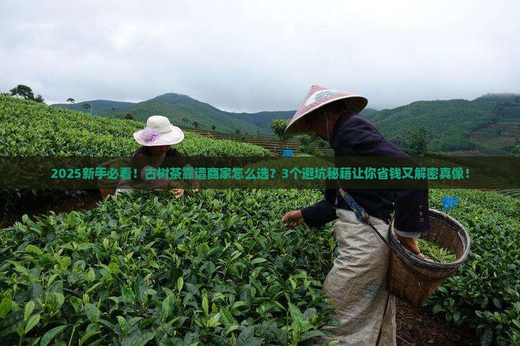 古树茶靠谱的商家