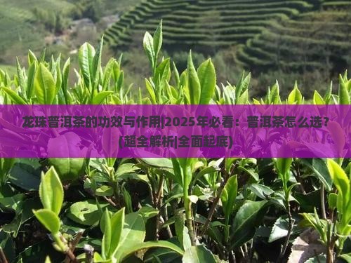 龙珠普洱茶的功效与作用