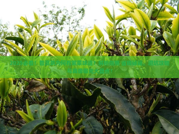 为什么普洱茶有紫菜味道