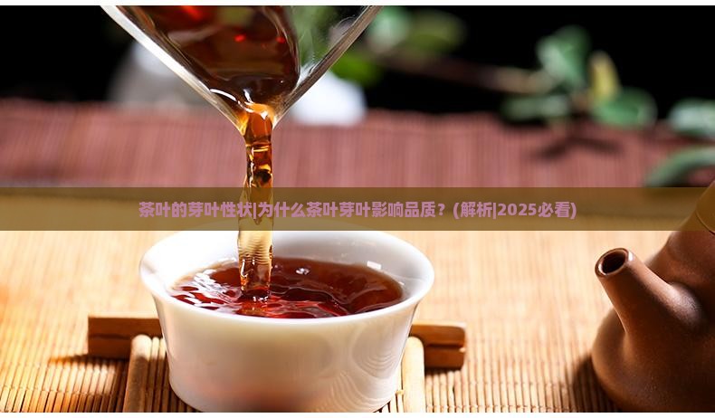 茶叶的芽叶性状
