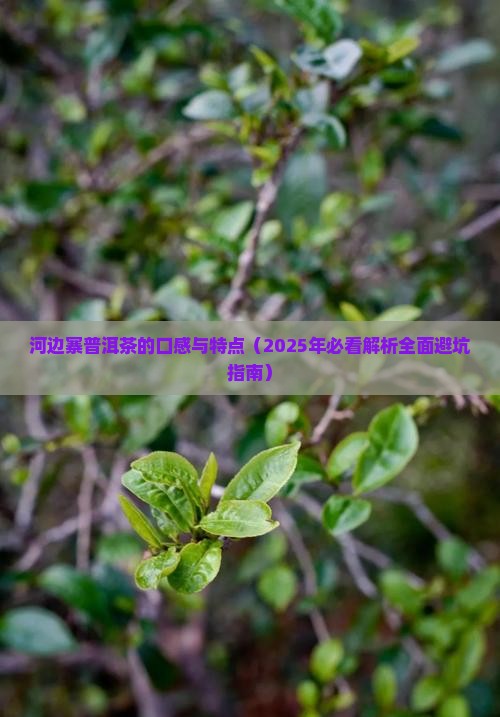 河边寨普洱茶的口感与特点