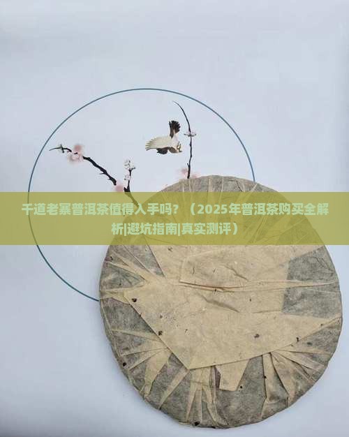 千道老寨普洱茶
