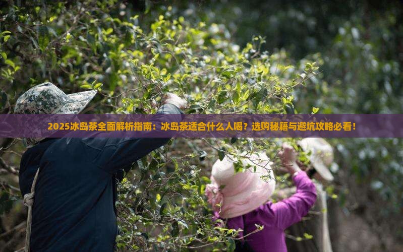 冰岛茶介绍冰岛茶适合什么人喝