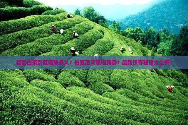福鼎白茶的保存时间