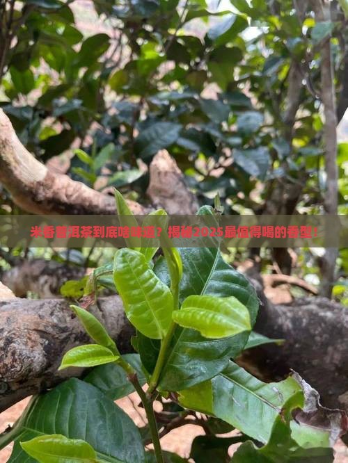 米香普洱茶什么味道