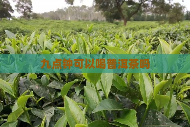 九点钟可以喝普洱茶吗