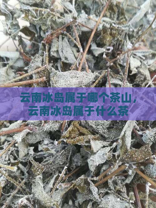 云南冰岛属于哪个茶山