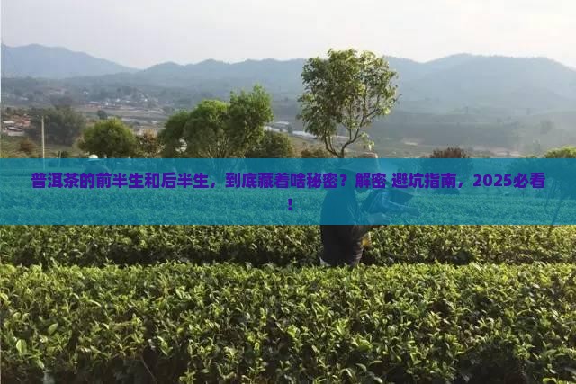 普洱茶的前半生和后半生