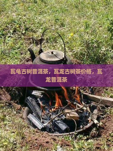 瓦龟古树普洱茶